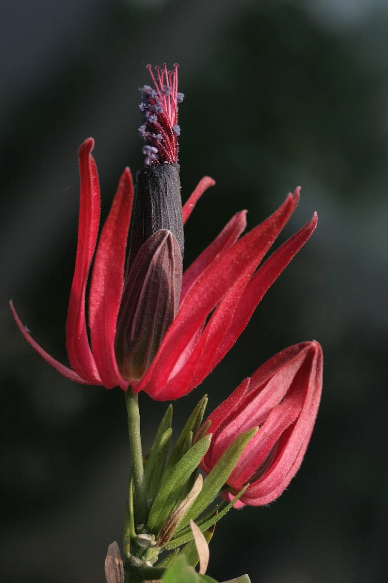 Shrub