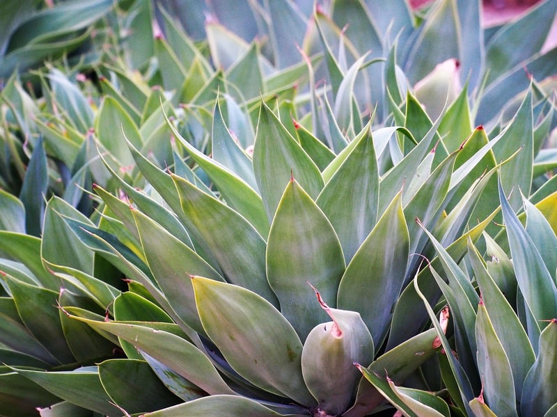 Succulent